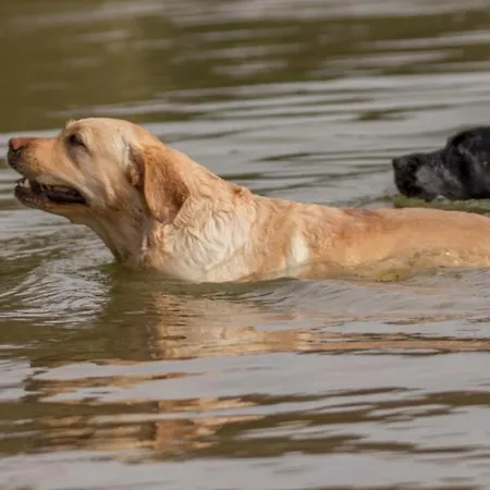 Feriehus Honey Bee *