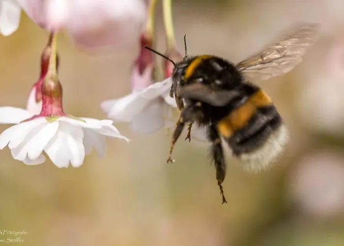 Сasa de vacaciones Honey Bee