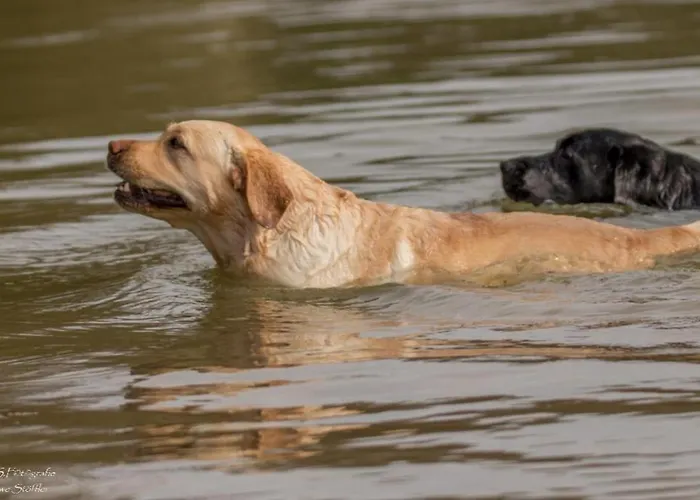 Сasa de vacaciones Honey Bee *